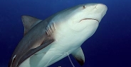 shark_bull_pdm_v_0042_mex0051.jpg